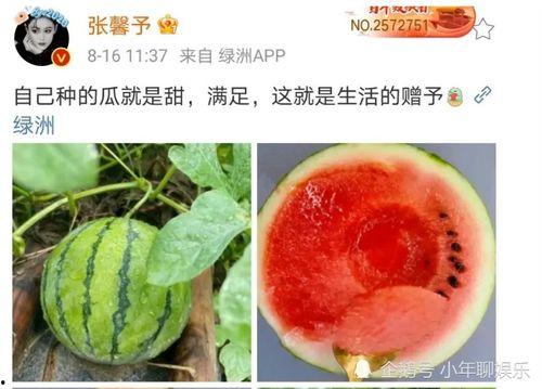 娱乐圈的瓜可以吃,揭秘明星幕后故事